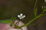 Watercress